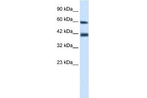 WB Suggested Anti-TRIM31 Antibody Titration:  0. (TRIM31 antibody  (N-Term))