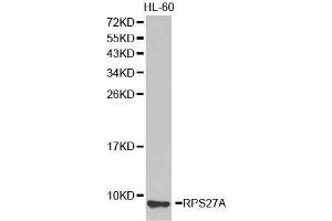 Western blot analysis of extracts of HL-60 cell lines, using RPS27A antibody. (RPS27A antibody  (AA 1-156))