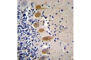 Immunohistochemistry analysis in formalin fixed and paraffin embedded human cerebellum tissue reacted with MST1 Antibody (C-term) followed which was peroxidase conjugated to the secondary antibody and followed by DAB staining. (MST1 antibody  (C-Term))