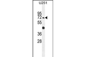 GPAA1 antibody  (N-Term)