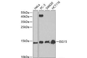 Western blot analysis of extracts of various cell lines using ISG15 Polyclonal Antibody at dilution of 1:1000. (ISG15 antibody)
