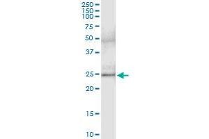 Immunoprecipitation of CEACAM21 transfected lysate using anti-CEACAM21 MaxPab rabbit polyclonal antibody and Protein A Magnetic Bead , and immunoblotted with CEACAM21 MaxPab mouse polyclonal antibody (B01) . (CEACAM21 antibody  (AA 1-191))
