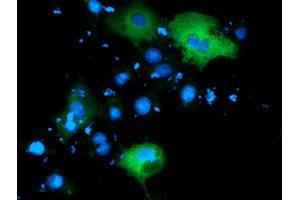 Immunofluorescence (IF) image for anti-phosphoinositide-3-Kinase Adaptor Protein 1 (PIK3AP1) antibody (ABIN1496827) (PIK3AP1 antibody)