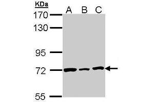 WB Image Sample (30 ug of whole cell lysate) A: H1299 B: Hela C: Hep G2 , 7. (Lamin B2 antibody)