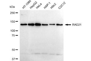 Western blotting analysis using RAD21 antibody (ABIN7800115).
