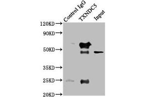 Immunoprecipitating TXNDC5 in HepG2 whole cell lysate Lane 1: Rabbit control IgG instead of ABIN7172004 in HepG2 whole cell lysate.