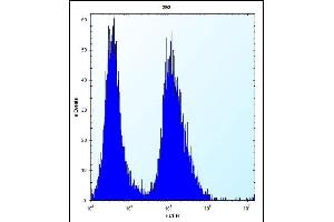CLDN2 Antibody (C-term ) (ABIN656564 and ABIN2845824) flow cytometric analysis of 293 cells (right histogram) compared to a negative control cell (left histogram). (Claudin 2 antibody  (C-Term))