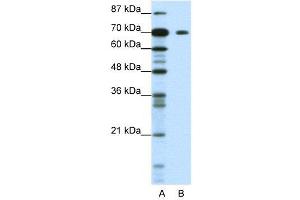 WB Suggested Anti-KLHL26  Antibody Titration: 1. (KLHL26 antibody  (C-Term))