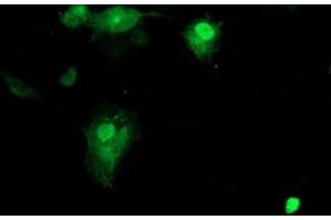 Anti-SMS mouse monoclonal antibody (ABIN2454730) immunofluorescent staining of COS7 cells transiently transfected by pCMV6-ENTRY SMS (RC200619). (SMS antibody)