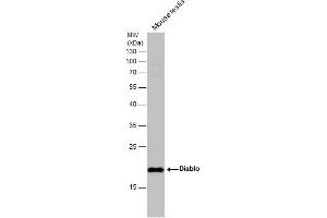 WB Image Mouse tissue extract (50 μg) was separated by 12% SDS-PAGE, and the membrane was blotted with Diablo antibody [N1C3] , diluted at 1:500. (DIABLO antibody)