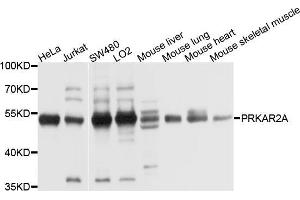 Western blot analysis of extracts of various cell lines, using PRKAR2A antibody (ABIN5970723) at 1/1000 dilution. (PRKAR2A antibody)