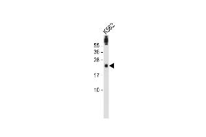 Anti-FA96A Antibody (C-term) at 1:2000 dilution + K562 whole cell lysate Lysates/proteins at 20 μg per lane. (FAM96A antibody  (C-Term))