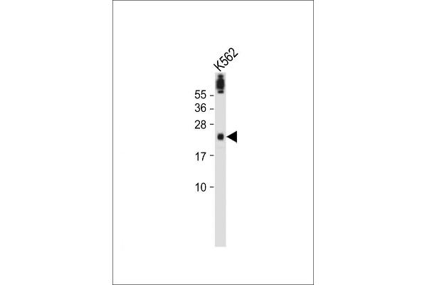 FAM96A antibody  (C-Term)