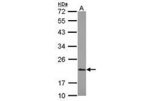 Image no. 2 for anti-Peptidylprolyl Isomerase F (PPIF) (AA 21-207) antibody (ABIN1500361) (PPIF antibody  (AA 21-207))