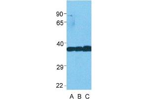 Western Blotting (WB) image for anti-Lactate Dehydrogenase B (LDHB) (C-Term) antibody (ABIN2783283)