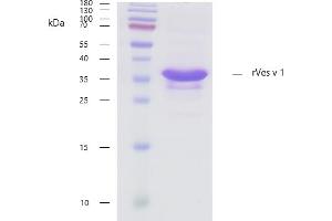 Recombinant allergen rVes v 1 purity verification.