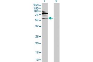 Western Blot analysis of RORC expression in transfected 293T cell line by RORC MaxPab polyclonal antibody.