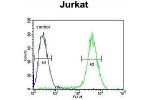CB2 Antibody (C-term) flow cytometric analysis of Jurkat cells (right histogram) compared to a negative control cell (left histogram). (CNR2 antibody  (C-Term))