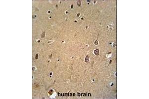 Eph receptor A6 (EPHA6) Antibody (C-term) (ABIN391896 and ABIN2841714) immunohistochemistry analysis in formalin fixed and paraffin embedded human brain tissue followed by peroxidase conjugation of the secondary antibody and DAB staining. (EPH Receptor A6 antibody  (C-Term))