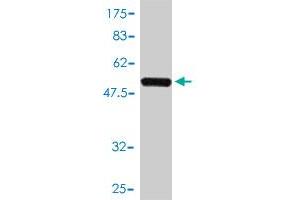 Western Blot detection against Immunogen (51. (CD73 antibody  (AA 28-264))