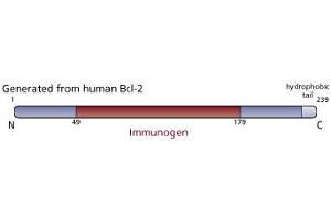 Image no. 3 for anti-B-Cell CLL/lymphoma 2 (BCL2) (AA 49-179) antibody (ABIN968025) (Bcl-2 antibody  (AA 49-179))