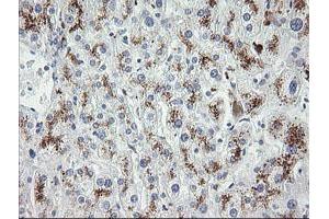 Image no. 3 for anti-Mdm4-binding Protein (MDM4) antibody (ABIN1499353) (MDM4-binding Protein antibody)