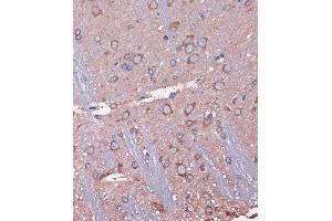 Immunohistochemistry of paraffin-embedded Rat brain using WDR61 Rabbit pAb (ABIN7271361) at dilution of 1:100 (40x lens). (WDR61 antibody  (AA 1-305))