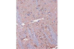 Immunohistochemistry of paraffin-embedded Rat brain using WDR61 Rabbit pAb (ABIN7271361) at dilution of 1:100 (40x lens).