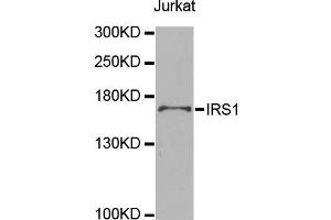 Western blot analysis of extracts of Jurkat cells, using IRS1 antibody (ABIN5998006) at 1/1000 dilution. (IRS1 antibody)
