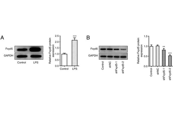 FXYD5 antibody  (N-Term)