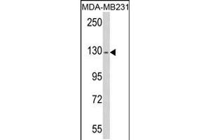 Western blot analysis of RASGRF1 antibody (S929) in MDA-MB231 cell line lysates (35ug/lane) (RASGRF1 antibody  (AA 907-936))
