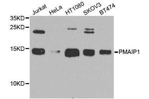 Western blot analysis of extracts of various cell lines, using PMAIP1 antibody. (NOXA antibody  (AA 1-54))