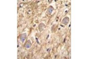 Immunohistochemistry analysis in formalin fixed and paraffin embedded human brain tissue reacted with PCDHGA8 Antibody (C-term) followed by peroxidase conjugation of the secondary antibody and DAB staining. (PCDHGA8 antibody  (C-Term))