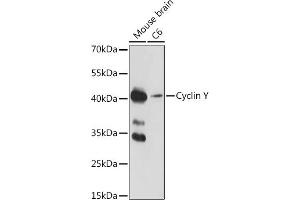 Western blot analysis of extracts of various cell lines, using Cyclin Y antibody (ABIN7266575) at 1:1000 dilution. (Cyclin Y antibody  (AA 60-120))