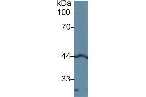 Detection of LEFTY1 in Rat Pancreas lysate using Polyclonal Antibody to Left/Right Determination Factor 1 (LEFTY1) (LEFTY1 antibody  (AA 78-361))