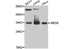 Western blot analysis of extract of various cells, using MED6 antibody.