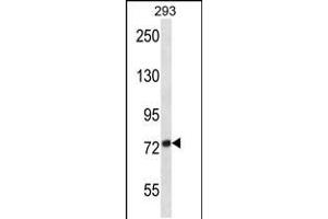 Western blot analysis in 293 cell line lysates (35ug/lane). (ADAM32 antibody  (N-Term))