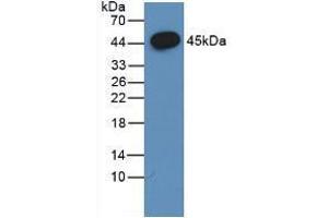 Western blot analysis of the recombinant protein. (FSHB antibody  (AA 21-129))