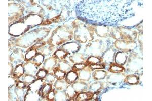Image no. 1 for anti-Mitochondrial Marker antibody (ABIN6163940) (Mitochondrial Marker antibody)