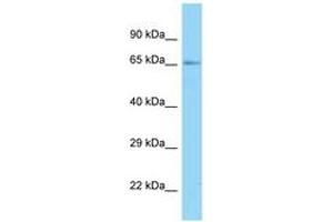 Image no. 1 for anti-RNA Guanylyltransferase and 5'-Phosphatase (RNGTT) (AA 66-115) antibody (ABIN6748319)