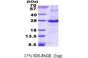 Image no. 1 for Fc Fragment of IgG, Low Affinity IIa, Receptor (CD32) (FCGR2A) protein (His tag) (ABIN1098528)