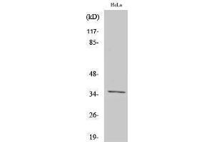 Western Blotting (WB) image for anti-Olfactory Receptor, Family 4, Subfamily C, Member 13 (OR4C13) (C-Term) antibody (ABIN3186088)
