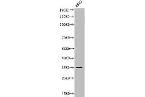 Western Blot analysis of A549 cells using Acetyl-Ref-1 (K6) Polyclonal Antibody (APEX1 antibody  (acLys6))