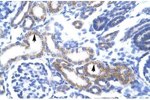 Human kidney; ZA20D3 antibody - middle region in Human kidney cells using Immunohistochemistry (ZFAND6 antibody  (Middle Region))