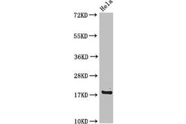RPS15 Antikörper  (AA 63-137)