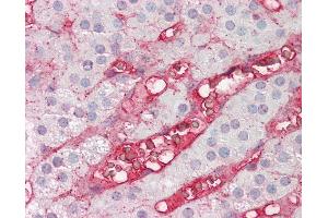 Anti-CFB / Factor B antibody IHC of human adrenal. (Complement Factor B antibody)