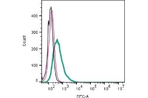 Cell surface detection of CALHM2 by direct flow cytometry in live intact human Raji B-cell lymphoblast cell line: + Rabbit IgG Isotype Control-FITC (ABIN7582044). (CALHM2 antibody  (Extracellular) (FITC))