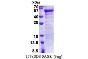SDS-PAGE (SDS) image for Junctional Sarcoplasmic Reticulum Protein 1 (JSRP1) (AA 1-331) protein (His tag) (ABIN5778438) (JSRP1 Protein (AA 1-331) (His tag))