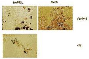 Image no. 1 for anti-Tumor Necrosis Factor (Ligand) Superfamily, Member 13 (TNFSF13) antibody (ABIN187284) (TNFSF13 antibody)