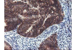 Image no. 4 for anti-TNF Receptor-Associated Protein 1 (TRAP1) antibody (ABIN1501500) (TRAP1 antibody)